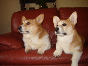 honden foto van Miepje en Keetje.