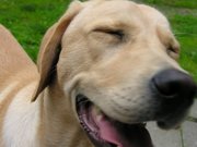 honden foto van Manuel en Dog Boy 