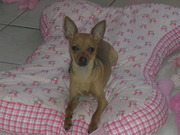 honden foto honden foto van Lorraine Schleeper