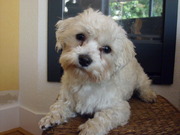 honden foto van Knurf & Dwarrel 