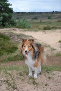 honden foto van kim