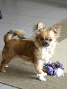 honden foto honden foto van Fouke