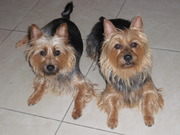 honden foto honden foto van Noel Geerdens