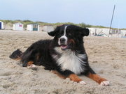 honden foto van suzan sarton