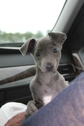 honden foto van Gerrie Mulders
