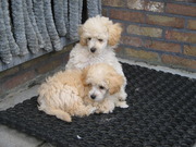 honden foto van marleen