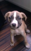 honden foto van evert