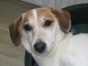 honden foto honden foto van Christel76