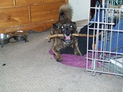 honden foto van Laura & *Rocky*