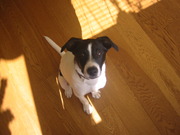 honden foto van mariska