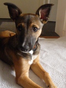 honden foto van Esther Thijs