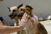 honden foto van Marjolein van Dongen
