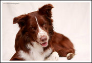 honden foto van Bernadet- Dhani-Shasta.