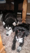 honden foto van Cynthia