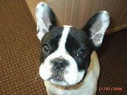 honden foto van Naida