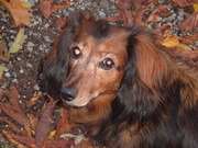 honden foto van claudia 