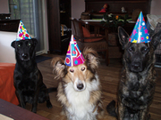 honden foto honden foto van Devorah, Cheila, Nina en Jahroah