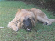 honden foto honden foto van Kimberly