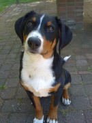 honden foto van Loonens