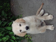 honden foto van Andrea