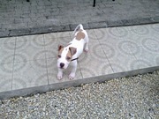 honden foto honden foto van joshua