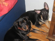 honden foto van Rotti&Herder