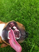 honden foto van Monica