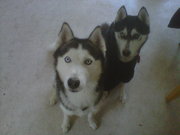 honden foto van kenny hendriks