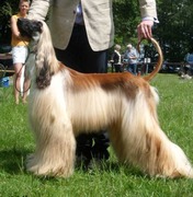 honden foto honden foto van Gerard