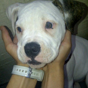 honden foto van Shen