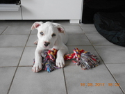 honden foto van Shelley & Ice °