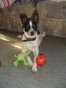 honden foto van Betty 