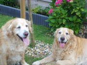 honden foto van YimBas