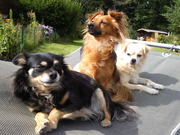 honden foto van Leonarda van Cooper Misty Crispin.