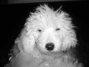 honden foto van nancy