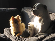 honden foto van stoffelen