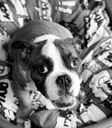 honden foto honden foto van Decaux Stéphanie