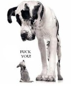 honden foto van .