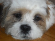 honden foto van Tiegerke