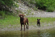 honden foto van Mirjam