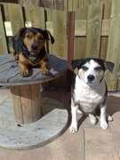 honden foto van manou