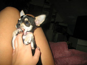 honden foto van p , en chichi (L)