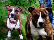 honden foto van Eden