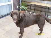 honden foto van Hans & Corinne