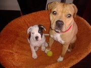 honden foto van Ben en Maryan