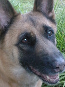 honden foto van melissa