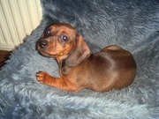 honden foto van Babs&Co