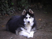 honden foto van Chico