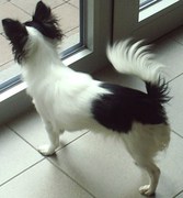 honden foto van Marijke&Lady