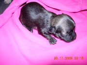 honden foto van filip-anne